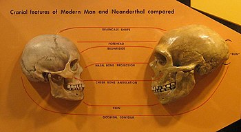 English: comparison of Neanderthal and Modern ...