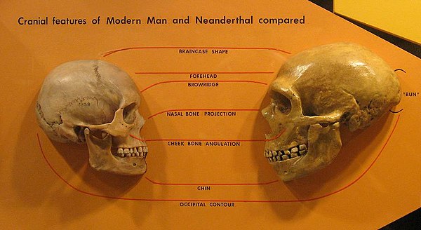 Anatomical comparison of the skulls of anatomically modern humans (left) and Homo neanderthalensis (right)