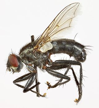 <i>Sarcophaga aratrix</i> Species of fly