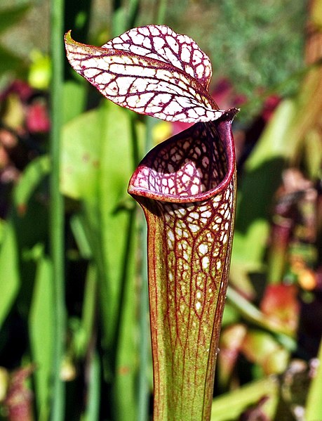 File:Sarracenia alata x leucophylla (7532298868).jpg