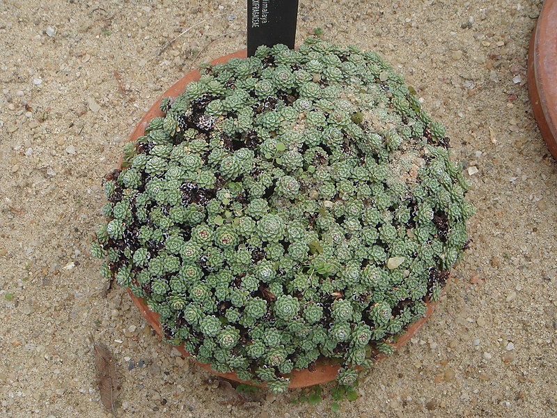 File:Saxifraga stolitzkae.JPG