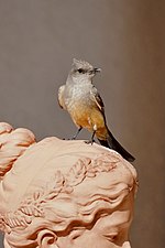 Say's phoebe in Sierra Vista, Arizona. By Fetafete.