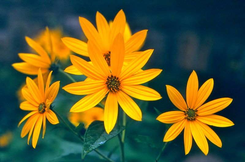 File:Scenley Park Jerusalem artichoke (15198593037).jpg