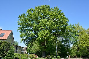 Schleswig-Holstein, Borstel-Hohenraden, Naturdenkmal 36-04 NIK 3337.JPG