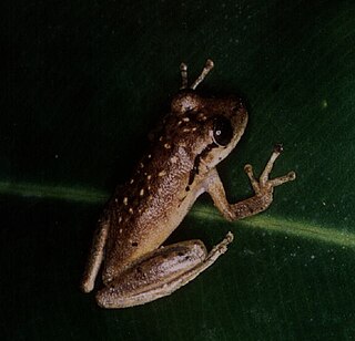 <i>Scinax boesemani</i> species of amphibian