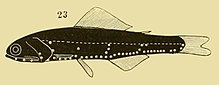 Scopelus elongatus iz Lütkena 1892.jpg