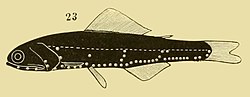 Miniatura para Notoscopelus elongatus