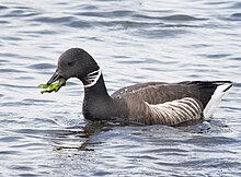 This image represents a black and gray sea goose eating green sea lettuce, an algae commonly found all over the coasts of the world. A sea goose, or waterfowl, is an artic bird whose populations are found in coastal and semi-deep waters, most of its species are found near Pacific coasts.