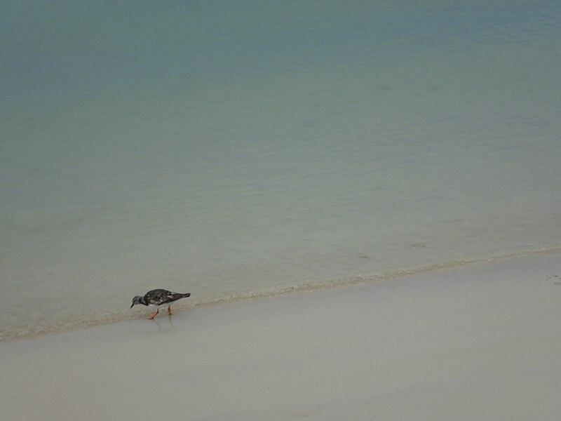 File:Seabird on a beach on the Island of Santa Cruz - Galapagos.JPG