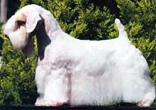 A modern, groomed show dog. SealyhamTerrier2.jpg