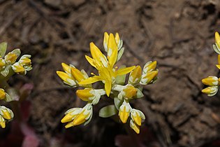 Sedum spathulifolium, detail