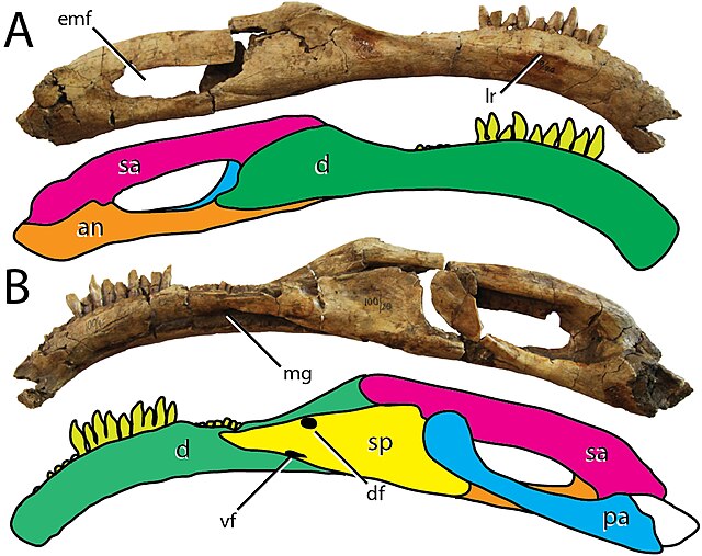 Right half of the holotype mandible in outer and inner view, with component bones marked by different colors; the dentary bone (green) bore the teeth.