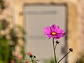 * Nomination Flower (Cosmos bipinnatus) at Senden water castle, Senden, North Rhine-Westphalia, Germany --XRay 04:51, 16 November 2020 (UTC) * Promotion  Support Good quality -- Johann Jaritz 06:08, 16 November 2020 (UTC)