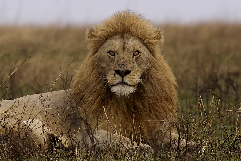 File:Serengeti National Park 08 - lion - Panthera leo.jpg