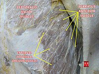 200px Serratus anterior muscle