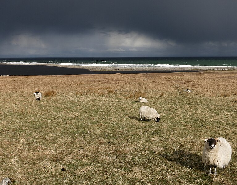 File:Sheep at Brù - geograph.org.uk - 4231445.jpg