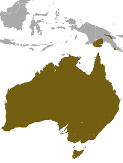 Echidna à bec court area.png