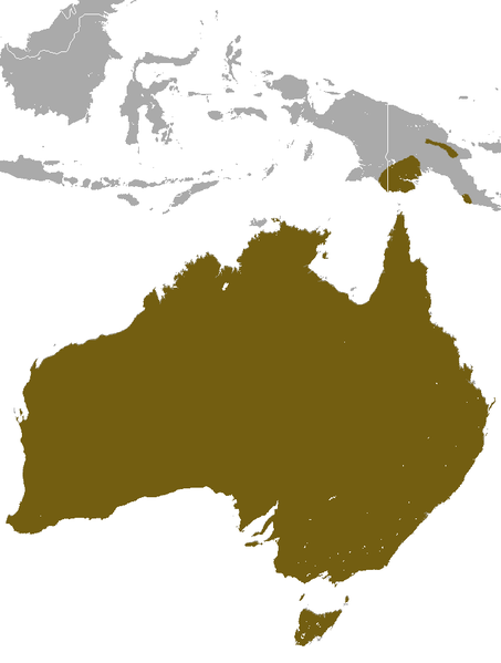 File:Short-beaked Echidna area.png