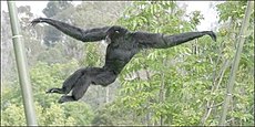 Siamang in midair 2003 CALVIN.jpg