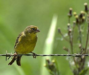 Beskrivelse af billedet Sicalis luteola.jpg.