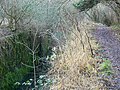 Lock Thames and Severn Canal, Siccaridge Wood