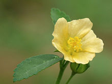 Sida rhombifolia flower, in Kerala Sida rhombifolia at Kadavoor.jpg