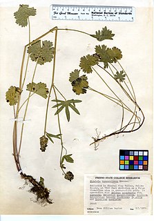 <i>Sidalcea ranunculacea</i> Species of flowering plant