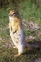 Arctic ground squirrel