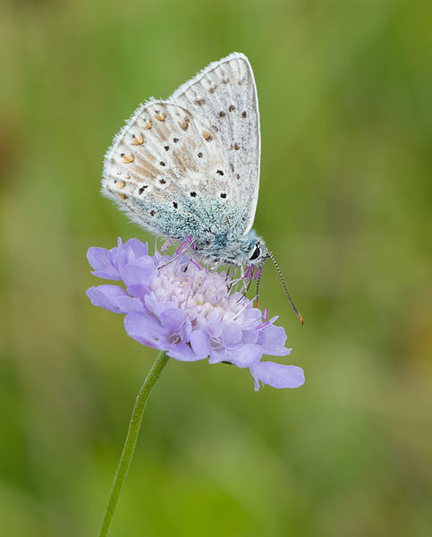 File:Silbergrauer Bläuling auf Tauben-Skabiose 2014.jpg