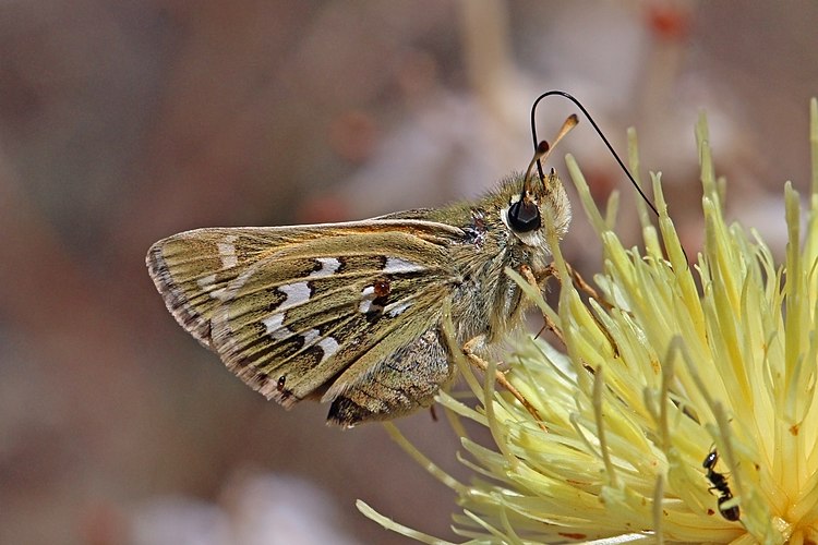 Толстоголовка запятая (Hesperia comma), недавно вышедшая из куколки