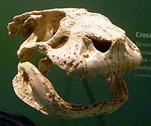 Reconstructed skull in the Field Museum of Natural History Simosuchus clarki skull.jpg