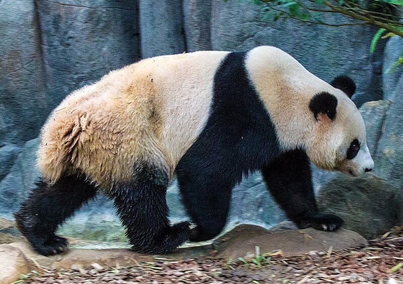 קובץ:Singapore Zoo Panda 03 (8318047706).jpg