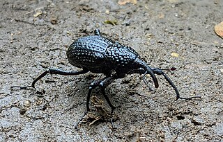 <i>Sipalinus gigas</i> Species of beetle