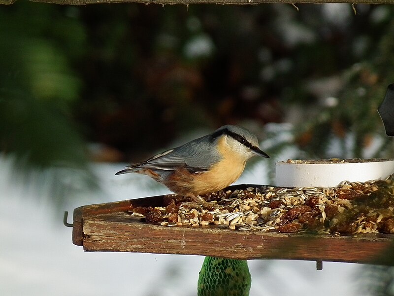 File:Sitta europaea bei Winterfütterung.JPG