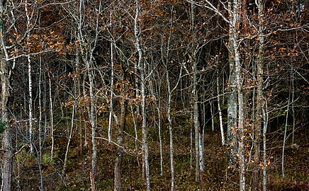 Small grove with young oaks in Tuntorp