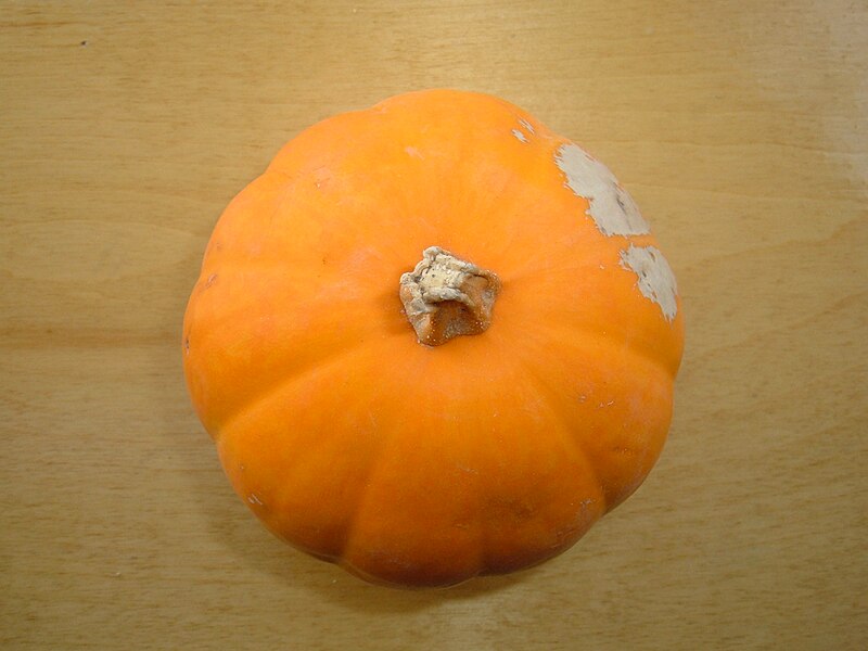 File:Small pumpkin 3.JPG