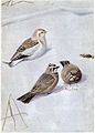 Illustration by Louis Agassiz Fuertes of a Snow Bunting (Plectrophenax nivalis) and a Horned Lark (Eremophila alpestris) from The Burgess Bird Book for Children