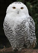 Snowy Owl - Schnee-Eule.jpg