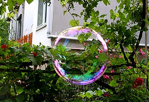 Large iridescent soap bubble floating in front of grape vines