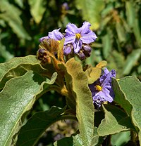 Solanum hispidum 2.jpg