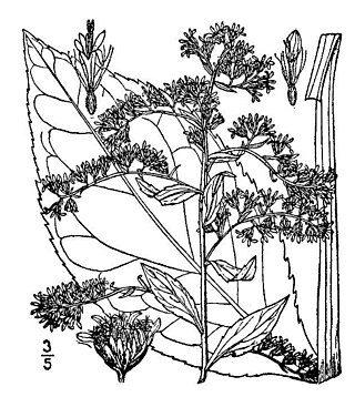 <i>Solidago patula</i> Species of flowering plant