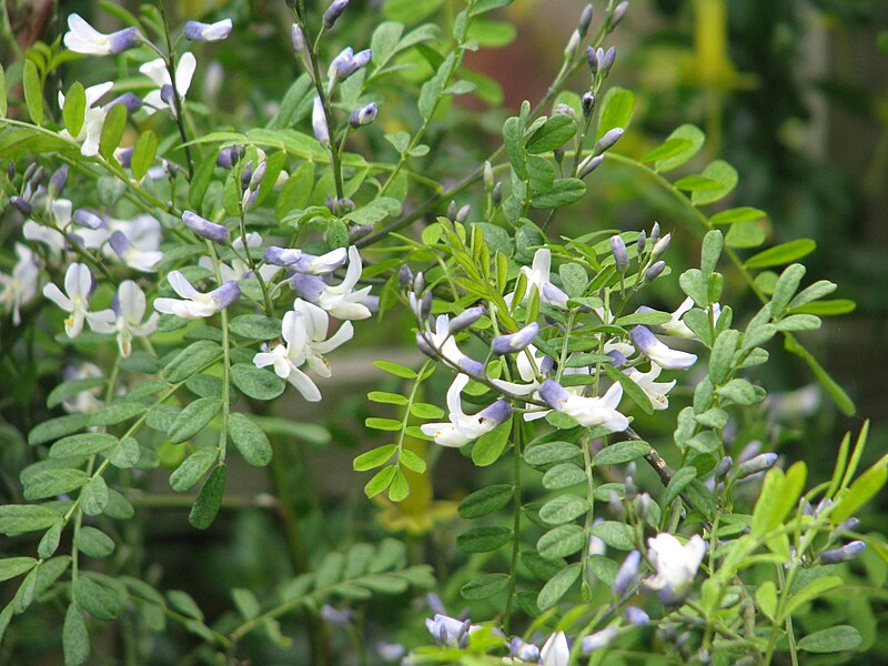 File:Sophora davidii (14145494726).jpg