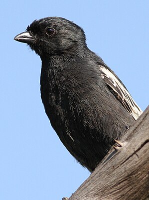 Black tit