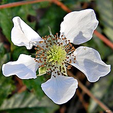 Janubiy shudring (Rubus trivialis) (6790639822) .jpg