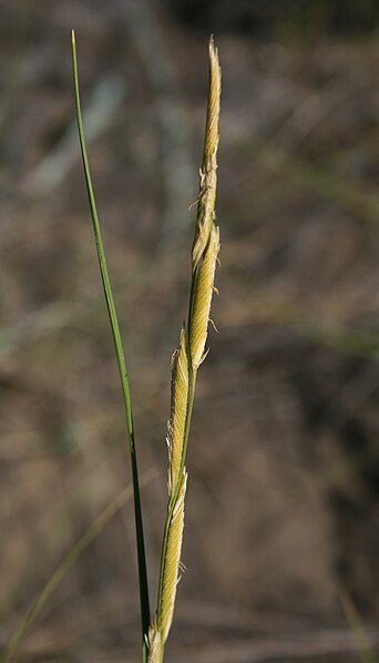 File:Spartina gracilis 1.jpg
