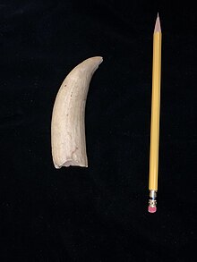 Sperm whale tooth Sperm whale tooth.jpg