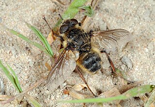 Dasselfliegen (Oestridae), auc