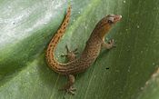 Sphaerodactylus sabanus توسط D. Sikes 01.jpg