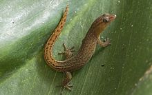 Sphaerodactylus sabanus, автор: Д. Сайкс 01.jpg