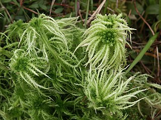 Sphagnum que sobresale (Sphagnum squarrosum)